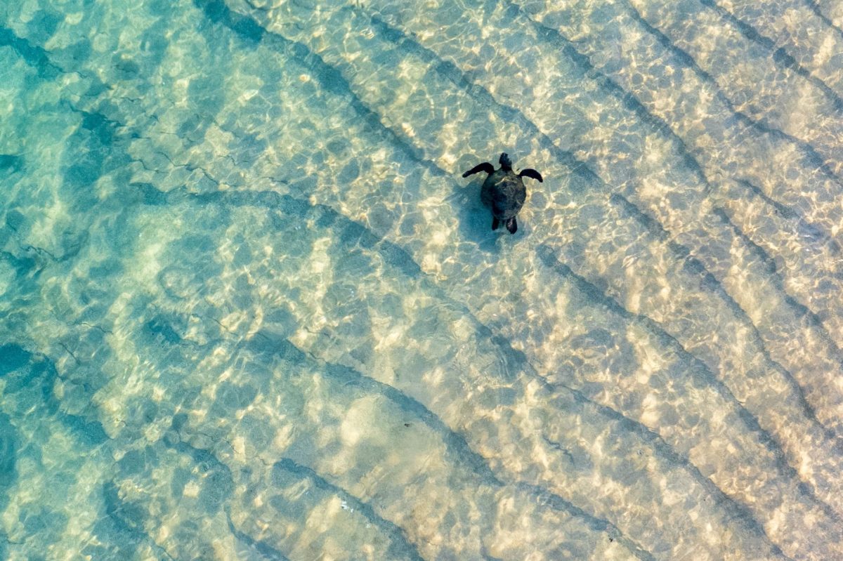sea turtle swimming